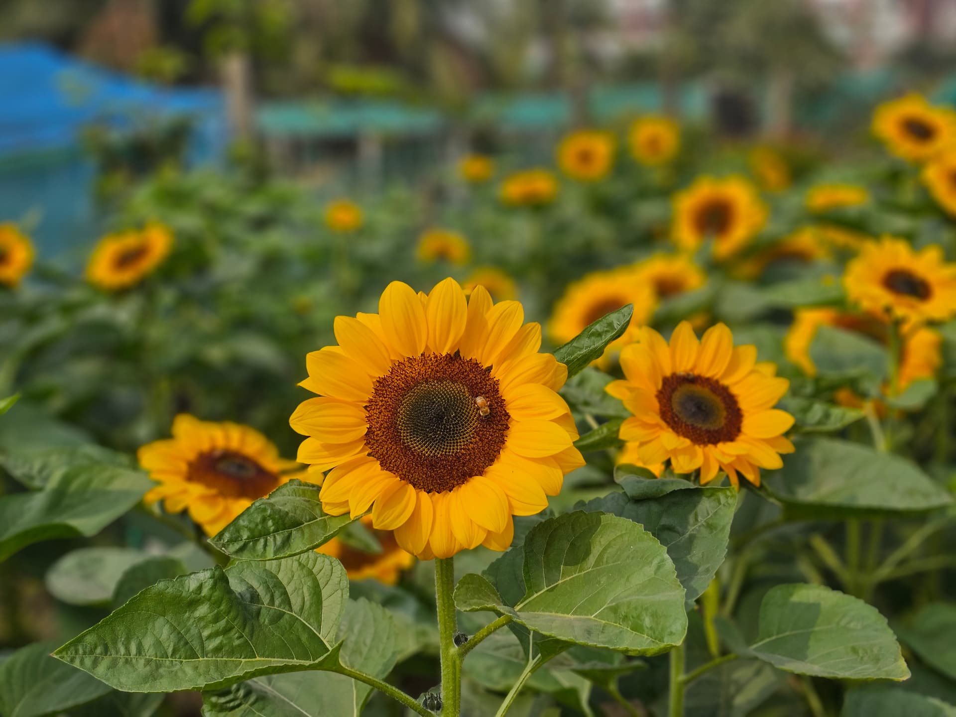 Cut Flower